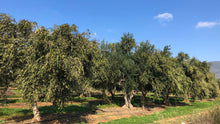 Greek Koroneiki Organic Extra Virgin Olive Oil 500ml