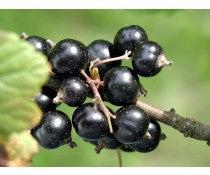 black-currant-dark-balsamic-375ml