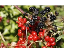 blackberry-dark-balsamic-375ml